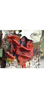 둥근고약버섯(잠칭) (Cytidia salicina (Fr.) Burt)
