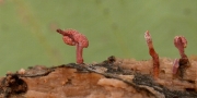 유충긴부리동충하초(유충긴뿌리동충하초) (Cordyceps purpureostromata Kobay.)