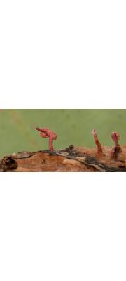 유충긴부리동충하초(유충긴뿌리동충하초) (Cordyceps purpureostromata Kobay.)