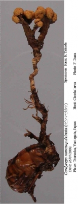 가지매미동충하초 (Cordyceps ramosopulvinata Kobay. & Shim.)
