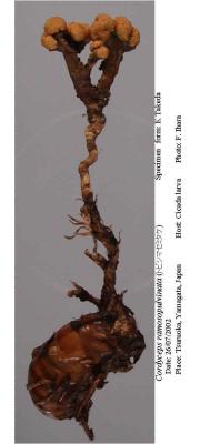 가지매미동충하초 (Cordyceps ramosopulvinata Kobay. &amp; Shim.)