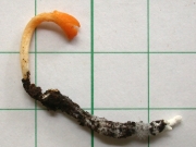 유충직립동충하초(직립유충동충하초) (Cordyceps rosea Kobay. & Shima.)