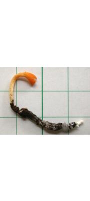 유충직립동충하초(직립유충동충하초) (Cordyceps rosea Kobay. &amp; Shima.)