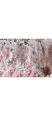 분홍변색고약버섯(밝은변색고약버섯) (Erythricium laetum (Karst.) Erikss. &amp; Hjortst.)