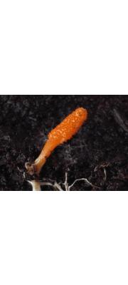 붉은동충하초 (Cordyceps roseostromata Kobay. &amp; Shim.)