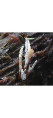 노랑점박이동충하초(유충황색점박이동충하초, 유충황색점박이동충하초) (Cordyceps ryogamiensis Kobay. &amp; Shim.)