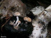 덧붙이버섯 (Asterophora lycoperdoides (Bull.) Ditm.)