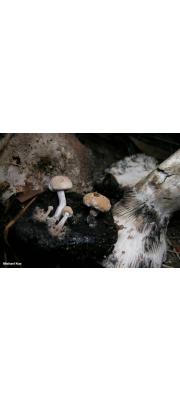 덧붙이버섯 (Asterophora lycoperdoides (Bull.) Ditm.)
