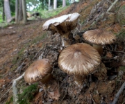 방패비늘광대버섯(비늘고깔버섯) (Squamanita umbonata (Sumst.) Bas)