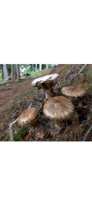 방패비늘광대버섯(비늘고깔버섯) (Squamanita umbonata (Sumst.) Bas)
