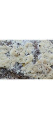 럽백갈색꽃술고약버섯(백갈색목재고약버섯) (Mutatoderma mutatum (Peck) C. E. Gómez  > Hypoderma mutatum (Peck) Donk)
