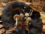 기생덧붙이버섯 (Asterophora parasitica (Bull.) Sing.)