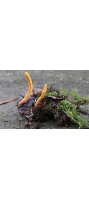 풍뎅이동충하초(딱정벌레동충하초) (Cordyceps scarabaeicola Kobay.)