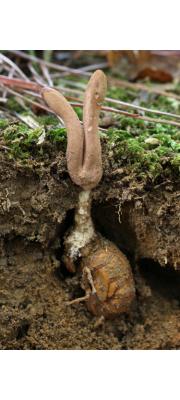 매미동충하초 (Cordyceps sobolifera (Hill) Berk. &amp; Br.)