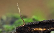방아벌레동충하초 (Cordyceps stylophora Berk. & Br.)
