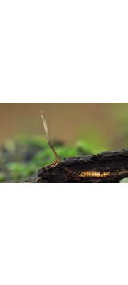 방아벌레동충하초 (Cordyceps stylophora Berk. &amp; Br.)