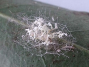 짧은다발동충하초(번데기짧은다발동충하초) (Cordyceps takaomontana Yakush. & Kumaz.)