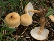 일본가루낭피버섯(일본낭피버섯, 일본갈색낭피버섯) (Cystodermella japonica (Thoen & Hongo) Harmaja(구 학명:Cystodermajaponicum Thoen & Hongo))