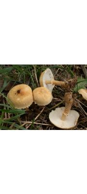 일본가루낭피버섯(일본낭피버섯, 일본갈색낭피버섯) (Cystodermella japonica (Thoen &amp; Hongo) Harmaja(구 학명:Cystodermajaponicum Thoen &amp; Hongo))