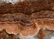 갓소나무껍질버섯 (Hydnochaete tabacinoides (Yasuda) Imaz.)