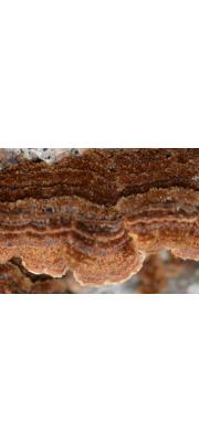 갓소나무껍질버섯 (Hydnochaete tabacinoides (Yasuda) Imaz.)