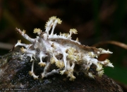 나방이동충하초 (Cordyceps tuberculata (Lebert) Maire > Cordyceps isarioides Curtis > Cordyceps sphingum Tul. & T. Tul.)