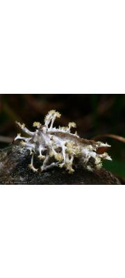 나방이동충하초 (Cordyceps tuberculata (Lebert) Maire > Cordyceps isarioides Curtis > Cordyceps sphingum Tul. &amp; T. Tul.)