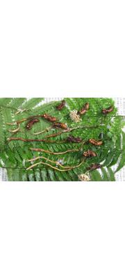 홍두깨동충하초 (Cordyceps yakushimensis Kobay. &amp; Shim.)