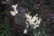 나방눈꽃동충하초(눈꽃동충하초) (Isaria japonica Yasuda> Paecilomyces tenuipes (Peck) Samson > Cordyceps polyathra Möller)