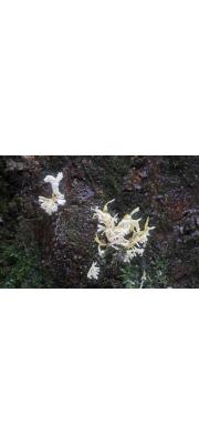 나방눈꽃동충하초(눈꽃동충하초) (Isaria japonica Yasuda> Paecilomyces tenuipes (Peck) Samson > Cordyceps polyathra Möller)