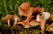 분홍밤버섯 (Calocybe carnea (Bull.) Donk 분홍밤버섯)