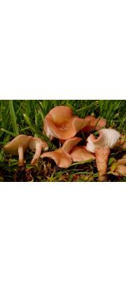 분홍밤버섯 (Calocybe carnea (Bull.) Donk 분홍밤버섯)