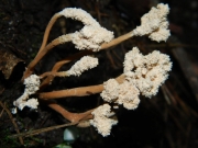 꽃동충하초(번데기곤봉형눈꽃동충하초) (Isaria farinosa (Holmsk.) Fr.  꽃동충하초 > Paecilomyces farinosus (Holmsk.) Br. & G. Sm.)