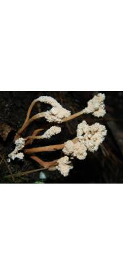꽃동충하초(번데기곤봉형눈꽃동충하초) (Isaria farinosa (Holmsk.) Fr.  꽃동충하초 > Paecilomyces farinosus (Holmsk.) Br. &amp; G. Sm.)
