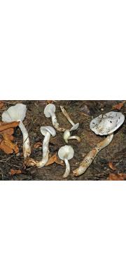 흰색밤버섯 (Calocybe consticta (Fr.) Kühn.) ex Sing.)