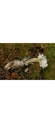매미꽃동충하초(매미나방꽃동충하초) (Isaria sinclairii (Berk.) Lloyd. > Cordyceps sinclairii Berk.)