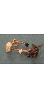 장미솜갓버섯(장미갓버섯) (Cystolepiota moelleri Knudsen(구 학명:Lepiota rosea Rea 장미갓버섯))