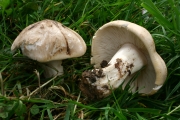 밤버섯 (Calocybe gambosa (Fr.) Donk)