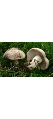 밤버섯 (Calocybe gambosa (Fr.) Donk)