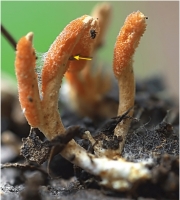 종자동충하초 (Phytocordyceps ninchukispora Su & Wang  > Cordyceps ninchukispora (Su & Wang) G.H. Sung, J.M. Sung, Hywel-J. & Spatafora)