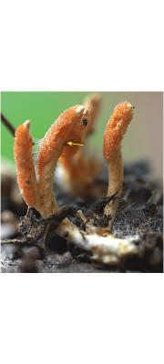종자동충하초 (Phytocordyceps ninchukispora Su &amp; Wang  > Cordyceps ninchukispora (Su &amp; Wang) G.H. Sung, J.M. Sung, Hywel-J. &amp; Spatafora)