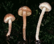 대나무솜갓버섯(대나무삿갓버섯, 대나무갓버섯) (Cystolepiota hetieri (Boud.) Sing. (구 학명 :Lepiota hetieri Boud.))