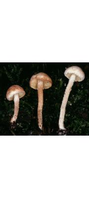 대나무솜갓버섯(대나무삿갓버섯, 대나무갓버섯) (Cystolepiota hetieri (Boud.) Sing. (구 학명 :Lepiota hetieri Boud.))