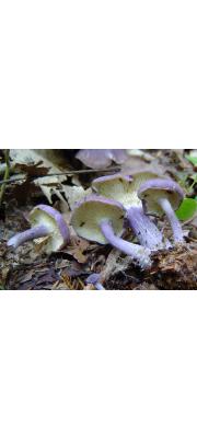 남빛밤버섯 (Calocybe ionides (Bull.) Donk)