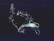 딱정벌레동충하초(검은병총생동충하초) (Tilachlidiopsis nigra Yakush. & Kumaz.)
