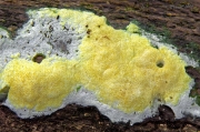 노란점버섯 (Trichoderma citrinum (Pers.) Jaklitsch, W. Gams & Voglmayr > Hypocrea citrina (Pers.) Fr.)