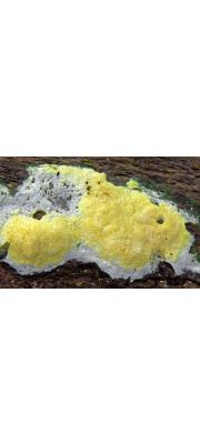 노란점버섯 (Trichoderma citrinum (Pers.) Jaklitsch, W. Gams &amp; Voglmayr > Hypocrea citrina (Pers.) Fr.)
