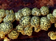 끈적점버섯(끈적점액버섯) (Hypocrea gelatinosa (Tode) Fr. > Creopus gelatinosus (Tode) Link)