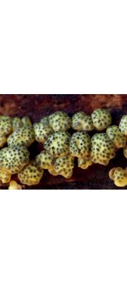 끈적점버섯(끈적점액버섯) (Hypocrea gelatinosa (Tode) Fr. > Creopus gelatinosus (Tode) Link)