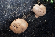 큰점버섯 (Hypocrea grandis S. Imai)
